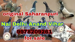 Saharanpur for salesortvideo pigeonlover kabutar birds kabootarlove saharanpur kabootarlove [upl. by Maude598]