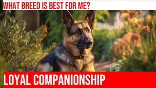 Compare German Shepherd amp Cairn Terrier Size amp Bravery [upl. by Ellennod]