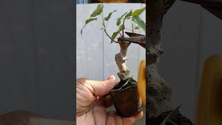 Miniature Bonsai making easy method 🔥 shortsvideo bonsai garderningtips viralshorts [upl. by Bruce759]