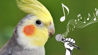 Happy cockatiel bird singing in nature 🦜🌿 💚 [upl. by Branham432]