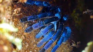 Cyriopagopus Lividus Cobalt Blue care [upl. by Senhauser297]