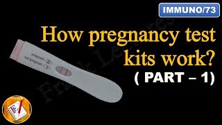 How pregnancy test kits work PART I FLImmuno73 [upl. by Nitsoj711]