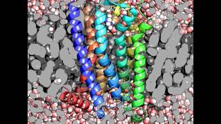 Adenosine Receptor A2A with Caffeine [upl. by Silecara]