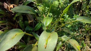 Orquidea in situ Acianthera capensis pleurothallis casapensis [upl. by Hploda]