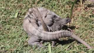 Black Iguanas Breeding Iguana Apareandose  Ctenosaura Similis [upl. by Rap]