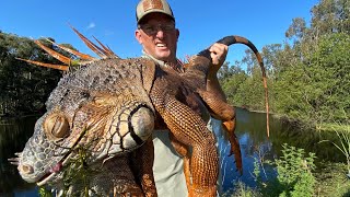 Massive IGUANA and Miracle Berry Catch Clean Cook Iguana Curry [upl. by Ullyot498]