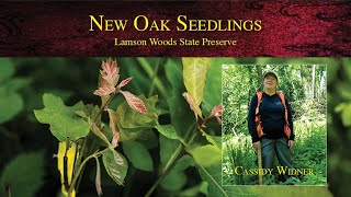 New Oak Seedlings at Lamson Woods State Preserve  District Forester Cassidy Widner [upl. by Esinrahc917]