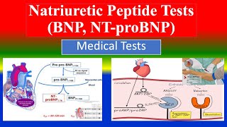 Natriuretic Peptide Tests BNP NT proBNP   What is   Uses  Need  Preparation  Results [upl. by Ehsom]