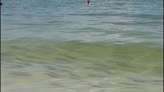 Hundreds of PRIZED Game Fish in INCHES of Water Marco Island Beach Snook Fishing [upl. by Romeo785]