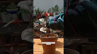 Begonia stem cutting propagationBeginner tips propagation houseplant [upl. by Gussman178]