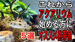 【初心者必見】始めてでも飼育しやすいオススメ熱帯魚5選【淡水魚 アクアリウム】 [upl. by Estele]