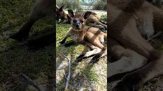 Cutest Baby Kangaroo kangaroo wildlife shorts animals [upl. by Britney10]