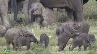 Play time of baby elephants [upl. by Leff242]