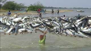 Amazing Farming salmon  Harvesting of Salmon By Net on the River Salmon Processing in factury [upl. by Nailimixam]