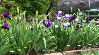 Iris Breeding at Stout Gardens [upl. by Elidad666]