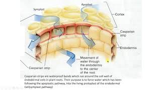 apoplast symplast transmembrane route [upl. by Ellenyl]