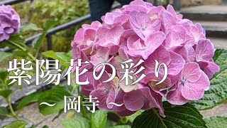 【岡寺】雨滴に彩られた様々な紫陽花に心癒されます。 心が疲れた時に見る風景 （１１） NO・７２ 奈良県 明日香村 [upl. by Dalli485]