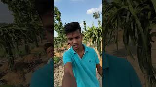 Fruit Cutting minivlog aftabvlog shorts farming vlog dragonfruit aftabshaikh [upl. by Guerra]