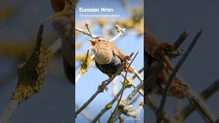 Eurasian Wren singing sweetly  UK Bird Sounds shorts [upl. by Stacey]