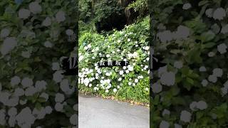 鎌倉紫陽花パトロール「仮粧坂下」 散歩 walking ウォーキング鎌倉 kamakura 가마쿠라 镰仓kamakurajapan 鎌倉観光 [upl. by Sallie546]