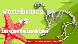 Classify Invertebrates and Vertebrates Fun Learning for Kids  ABC Zoo Fun Animal Lessons [upl. by Shaper]