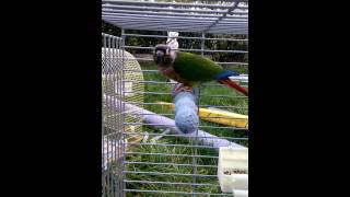 Conure pyrrhura molinae dit bisou [upl. by Oisinoid53]