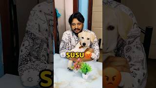 Pogo Dining Table Pe Susu Kar Diya😡😡 shorts vlog minivlog puppy labrador [upl. by Julianne925]