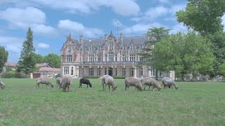 Estates of Bordeaux A Grazy Day at Cantenac Brown [upl. by Mayworm]