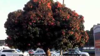 Eucalyptus ficifolia  Red Flowering Gum [upl. by Leahcim]