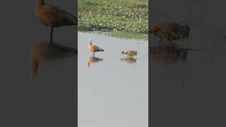 Winter Guests Ruddy Shelduck amp BarHeaded Goose at Teesta Canal Shorts [upl. by Merell]