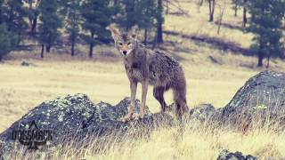 FIRED UP Episode 1 Rainy day coyote hunting decoy dog action [upl. by Ecila531]