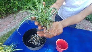 How To Grow Spider Plants In Water  Part 2 with actual results [upl. by Edroi]