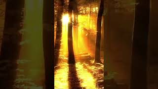 Morning in Jungle Relaxing Music for a Peaceful Start Relaxation music for stress relief and healing [upl. by Hauck]