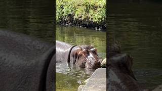 Homosassa Springs Wildlife State Park [upl. by Neirrad925]