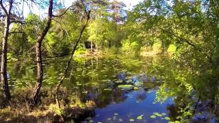 Bystock Pond  Woodbury Common  Devon [upl. by Alister687]