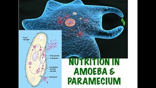 Holozoic nutrition in Amoeba amp Paramecium Life Processes part10 RooseTube Biology series [upl. by Berthoud498]