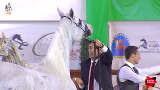 Italian Nationals 2019  Senior Mares Championship [upl. by Pillyhp]