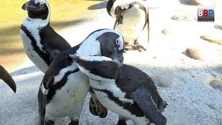 CUTE African Penguins  Brillenpinguine Wilhelma Stuttgart Germany 2018 [upl. by Aida]