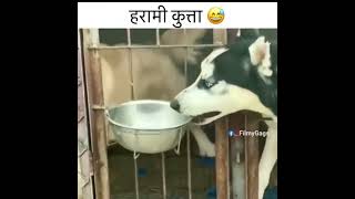 Dog crying hitsong funny durgapuja part3 unfrezzmyaccount part2 [upl. by Maurey]