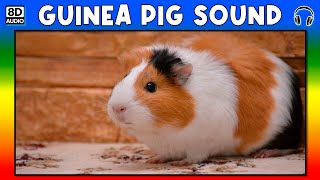 🐹 GUINEA PIG SOUND  GUINEA PIG SOUND EFFECT  SOUND OF GUINEA PIG  NOISE OF GUINEA PIG [upl. by Barcroft]