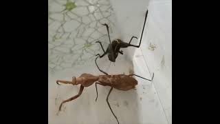 Katydid vs Praying Mantis in an Epic Battle  Stay Tuned for the Astonishing Finale 🔥 [upl. by Glanti]