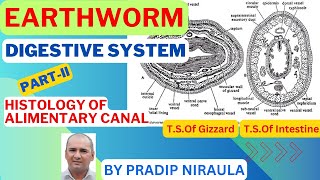 EARTHWORM HISTOLOGY OF ALIMENTARY CANAL II CLASS 11 II ZOOLOGY II NEB II CEE II PRADIP NIRAULA [upl. by Thomas972]