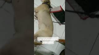 Dogs reaction after 1st Melarsomine Injection [upl. by Aztinay]