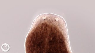 Want a Whole New Body Ask This Flatworm How  Deep Look [upl. by Jandy130]