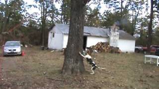 WalkerWINNERUKC rules treeing contest Jims dog Coon Hunting [upl. by Ambur1]