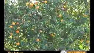 Organic California Orange Farming with the Blue Heron Farm [upl. by Elset]