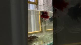 Betta fish breeding time fighter fish breeding time beautiful fish my cut pair fish bettafish [upl. by Starbuck]