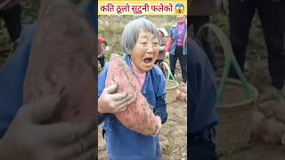 biggest sweet potato in the world 😱 amazingfacts motivation shortvideo viralvideo villagelife [upl. by Hairahcaz456]