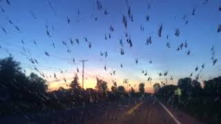 Fish fly Bug blizzard splatting on windshield [upl. by Ahsemot901]