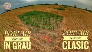 Porumb 🌽 semanat in grau  cultura clasica Calarasi [upl. by Demakis]